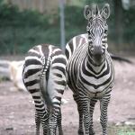 Pair of zebras at the zoo uid 1175176