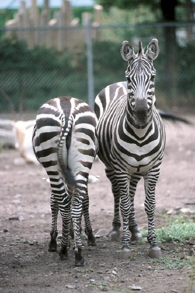 Pair of zebras at the zoo uid 1175176