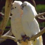 PairofBirds