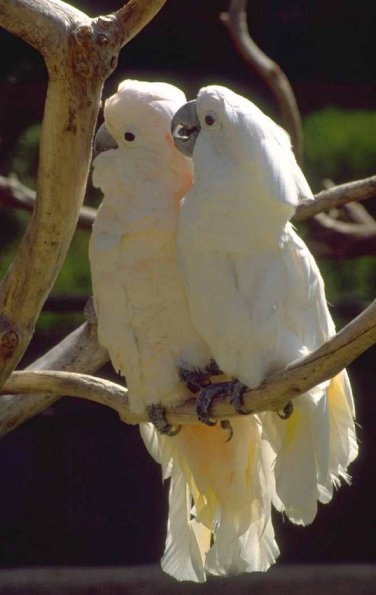 PairofBirds