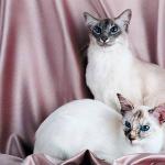 Pairofcats