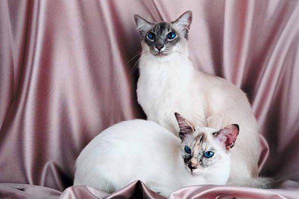 Pairofcats