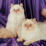 Pairofcatspurple