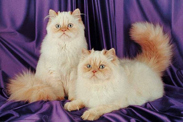 Pairofcatspurple