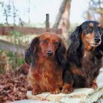 Pairofdogs2