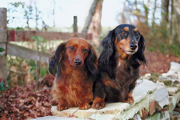 Pairofdogs2