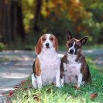Pairofdogs