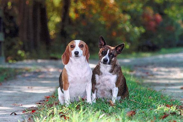 Pairofdogs