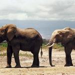 Pairofelephants