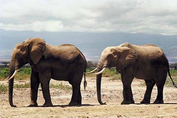 Pairofelephants