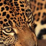 Panthera onca uid 1657980