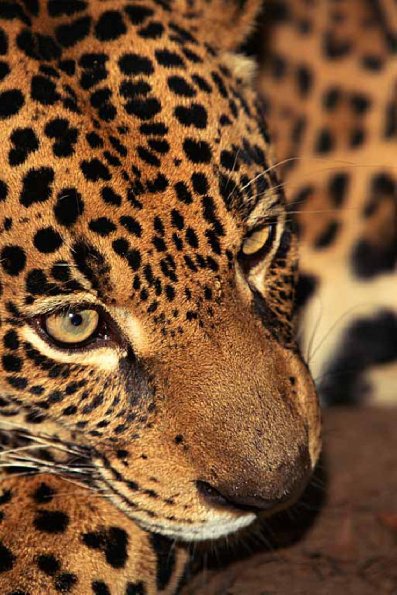 Panthera onca uid 1657980