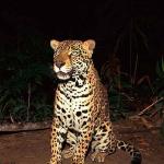 Panthera onca uid 1657983