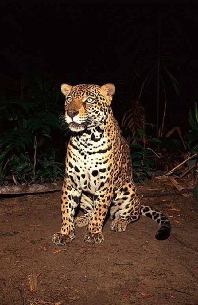 Panthera onca uid 1657983