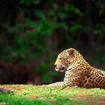 Panthera onca uid 1657984