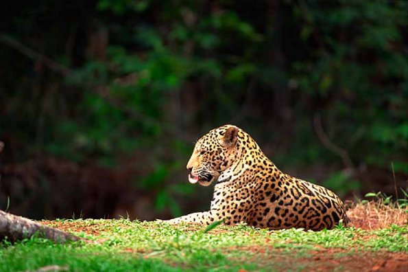 Panthera onca uid 1657984