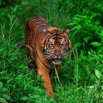 Panthera tigris sumatrae uid 1658443