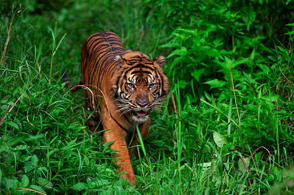 Panthera tigris sumatrae uid 1658443