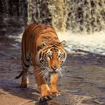 Panthera tigris uid 1658441