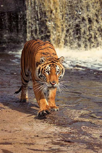 Panthera tigris uid 1658441