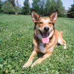 Panting dog lying on lawn uid 1181086
