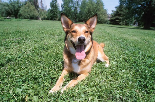 Panting dog lying on lawn uid 1181086