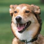 Panting dog on lawn uid 1181093