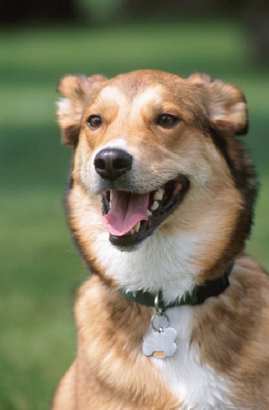 Panting dog on lawn uid 1181093