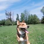 Panting dog on lawn uid 1181097