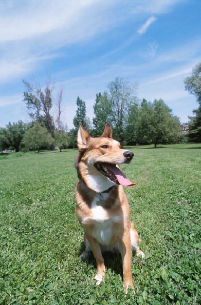 Panting dog on lawn uid 1181097