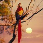 Parrot with red tail feathers in sunset