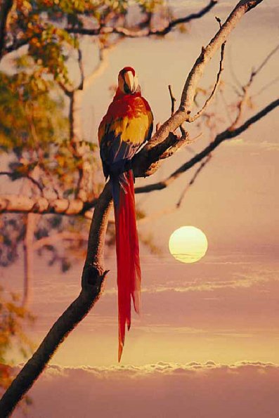 Parrot with red tail feathers in sunset