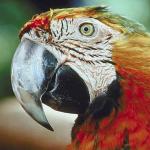 Parrot with white beak