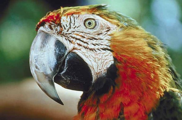 Parrot with white beak