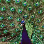 Peacock fanning feathers