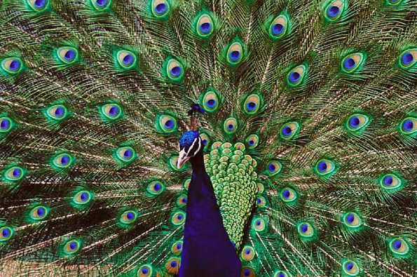 Peacock fanning feathers