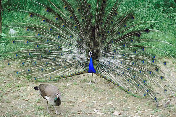 Peacock preening for mate uid 1012094