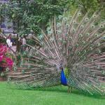 Peacock