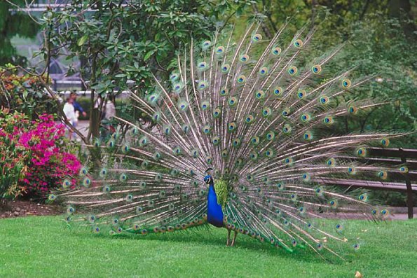 Peacock