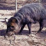 Peccary