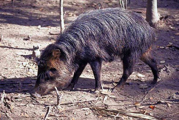 Peccary
