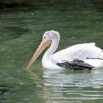 Pelican swimming in water uid 1175229