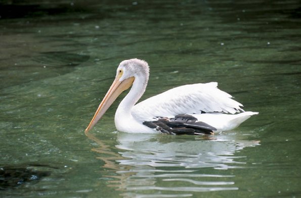 Pelican swimming in water uid 1175229