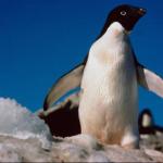 Penguins 001001