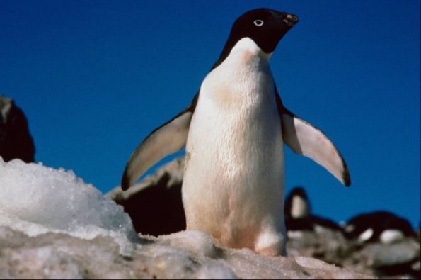 Penguins 001001