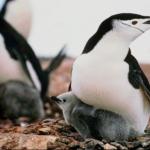 Penguins 001601