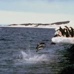 Penguins 001