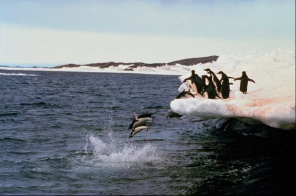 Penguins 001