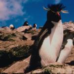 Penguins 002101
