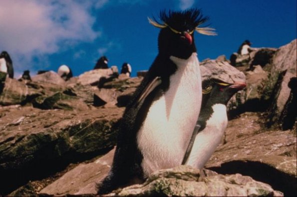 Penguins 002101
